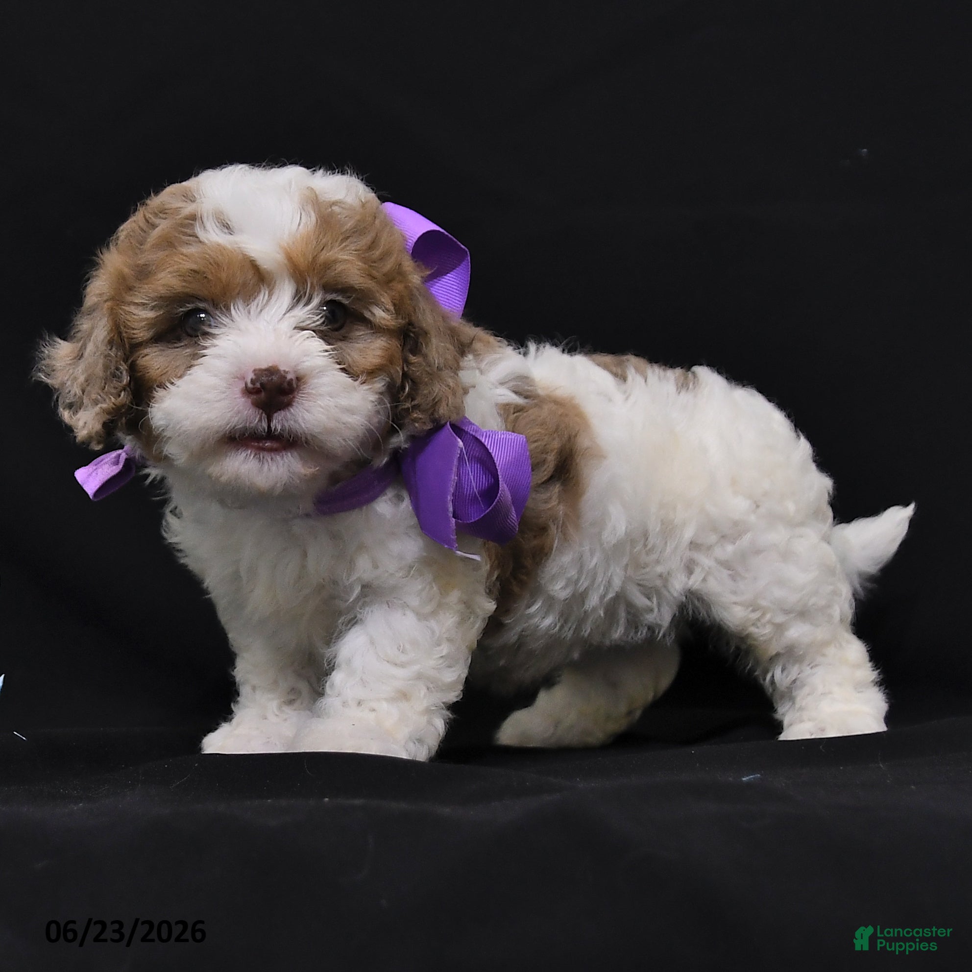 Cavapoo dogs Nadine - Ad 2