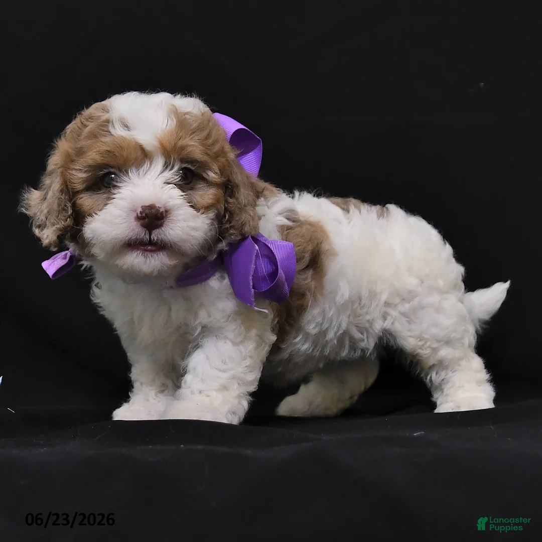 Cavapoo dogs for sale: Nadine - Ad 2