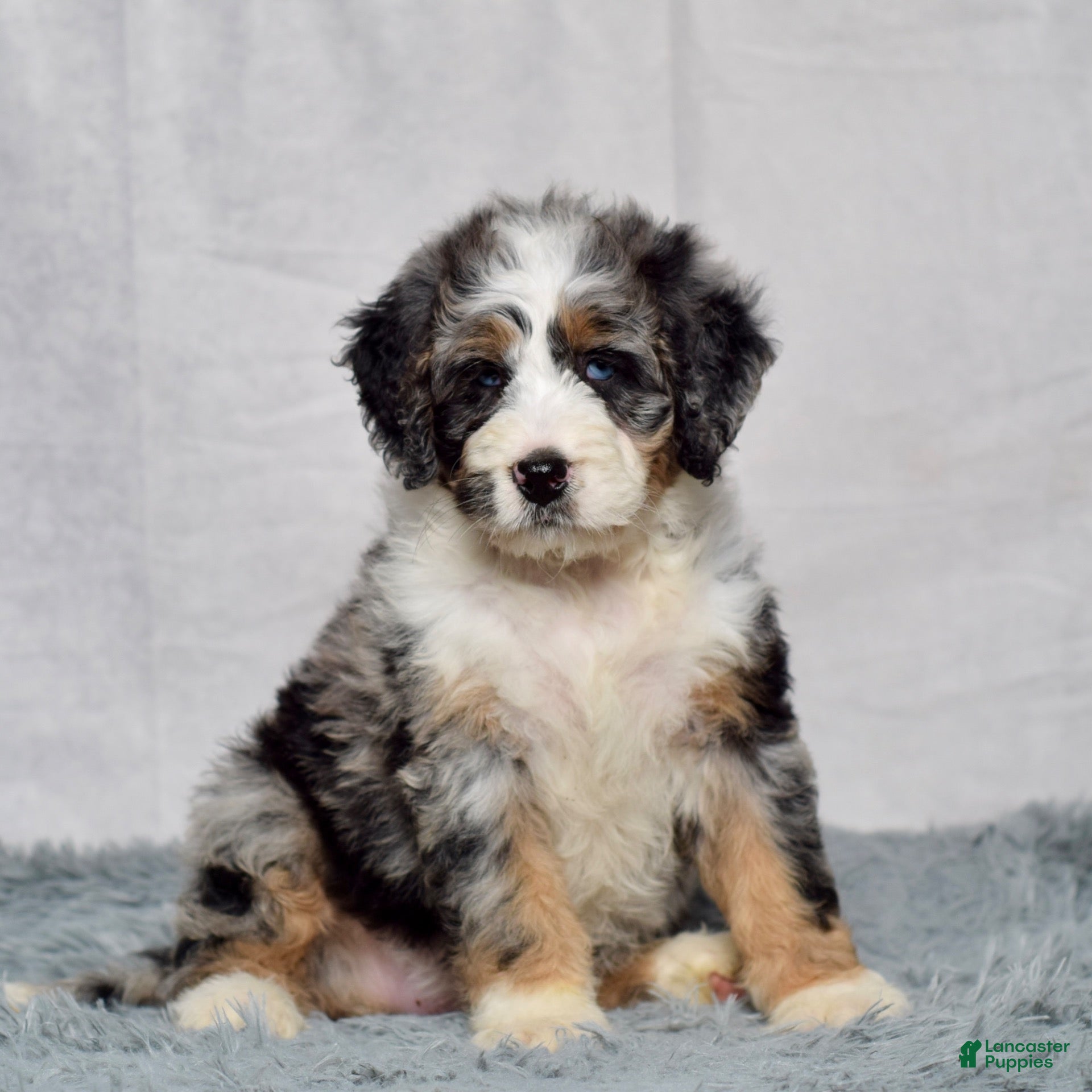 Bernedoodle dogs Winnie - Ad 1