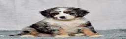 Bernedoodle dogs for sale: Winnie - Ad 1