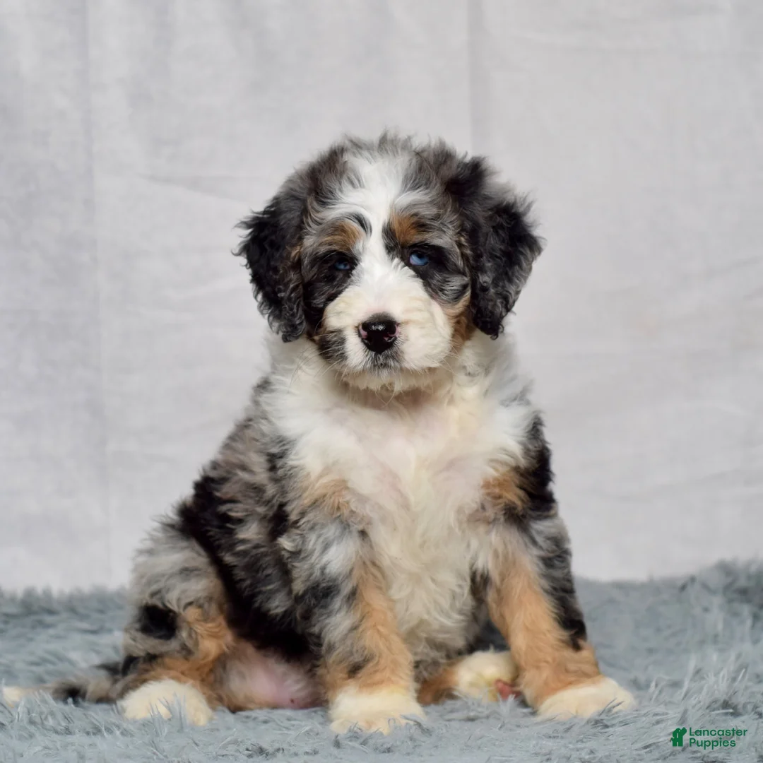 Bernedoodle dogs for sale: Winnie - Ad 1