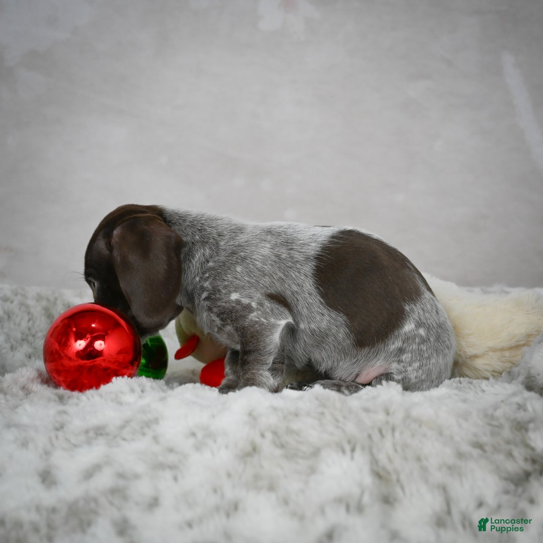 Miniature Dachshund dogs for sale: Hazel - Ad 6