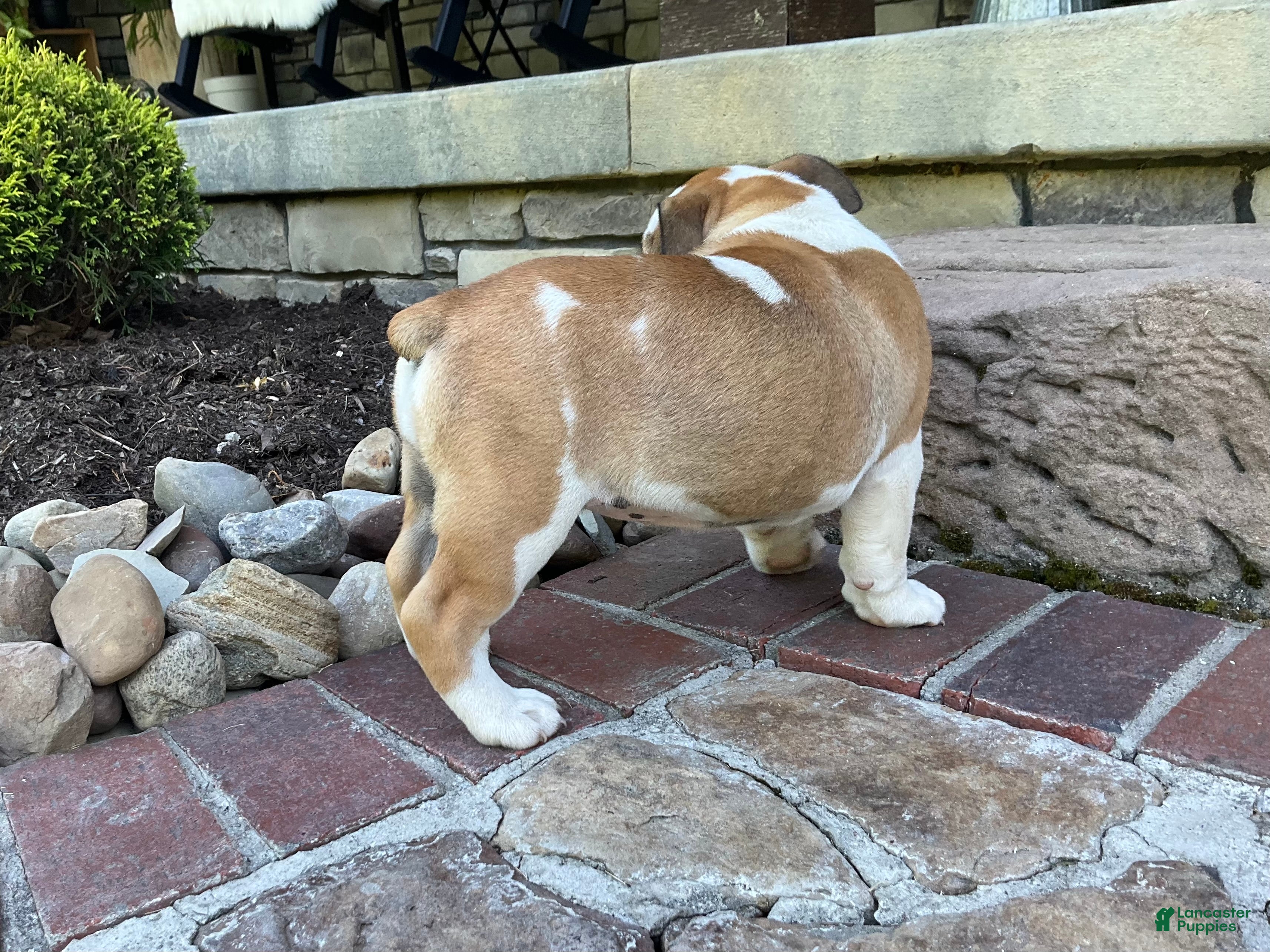 English Bulldog dogs Vanessa - Ad 2