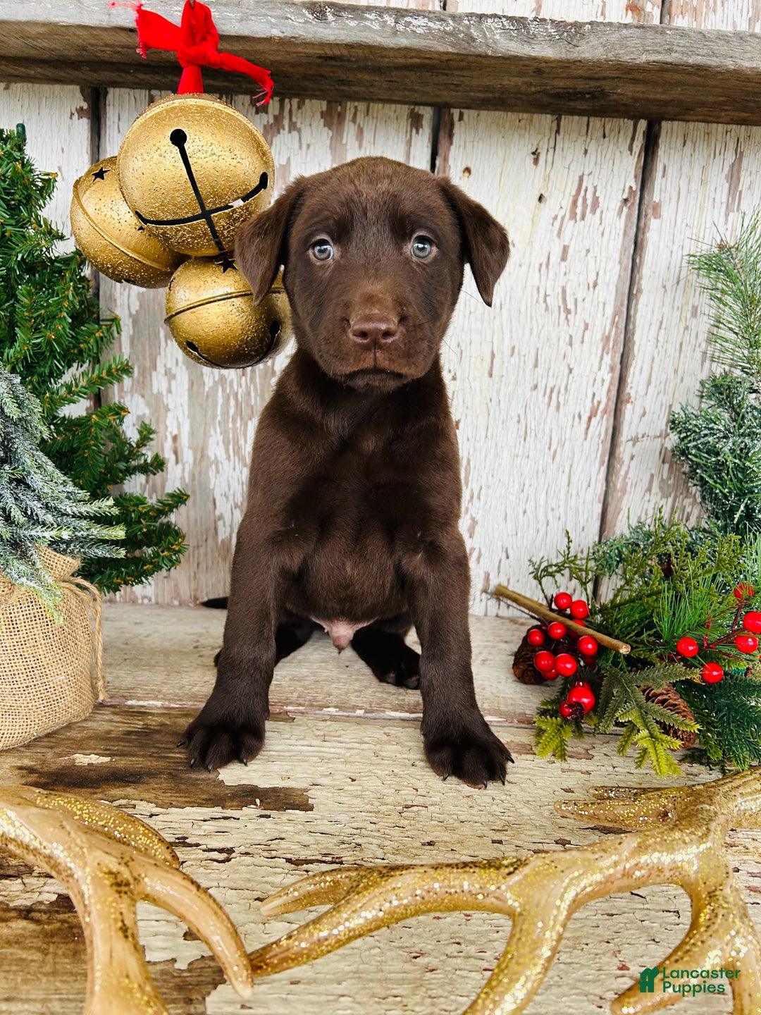 Labrador Retriever dogs for sale: Dasher - Ad 6