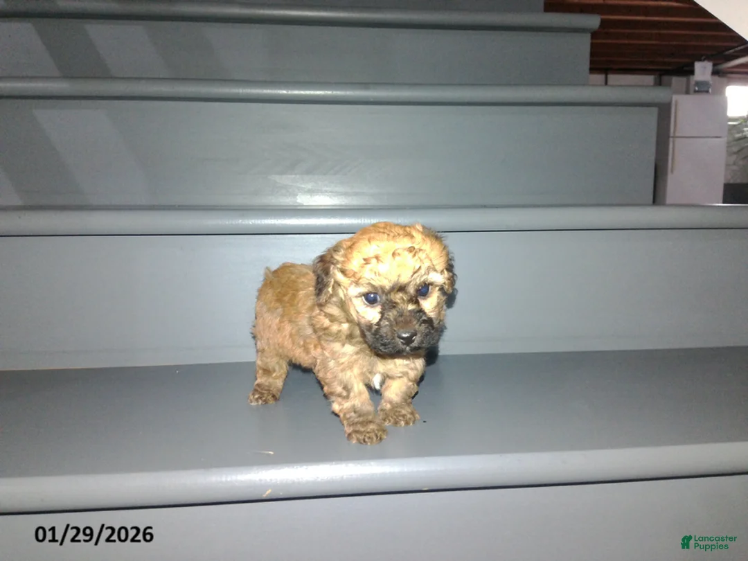 Yorkiepoo dogs for sale: Cody - Ad 16