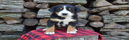 Greater Swiss Mountain Dog dogs for sale: Gloria - Ad 14