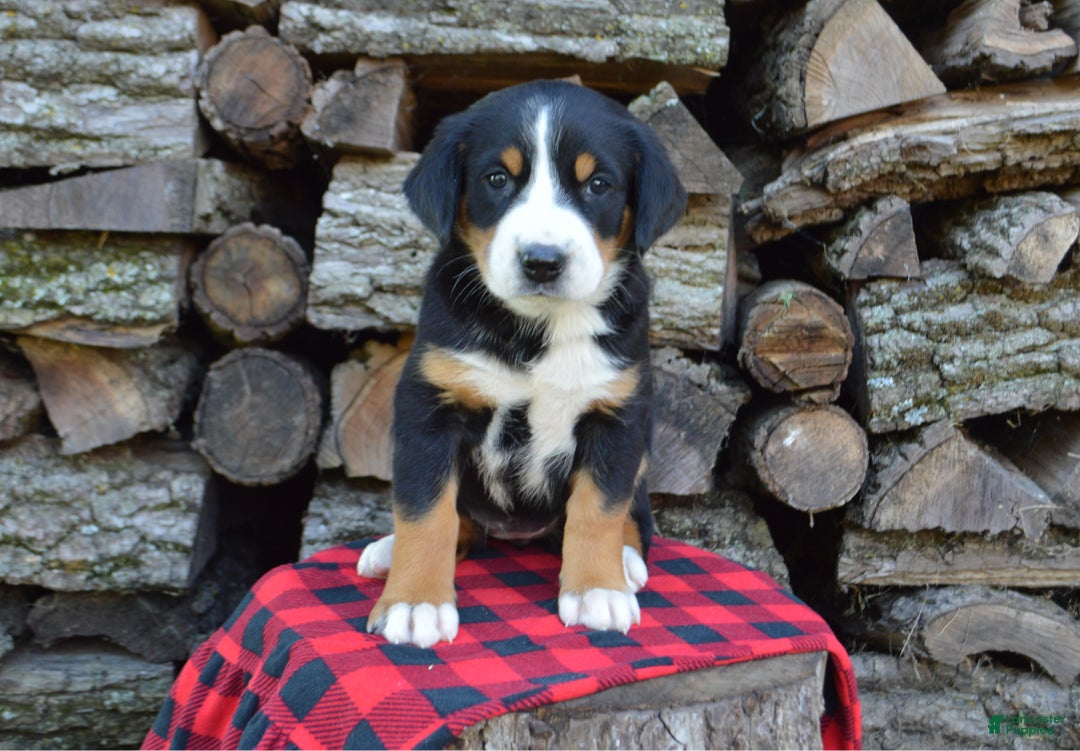 Greater Swiss Mountain Dog dogs for sale: Gloria - Ad 14