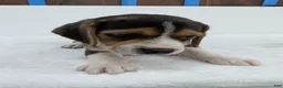 Beagle dogs for sale: Rex - Ad 2