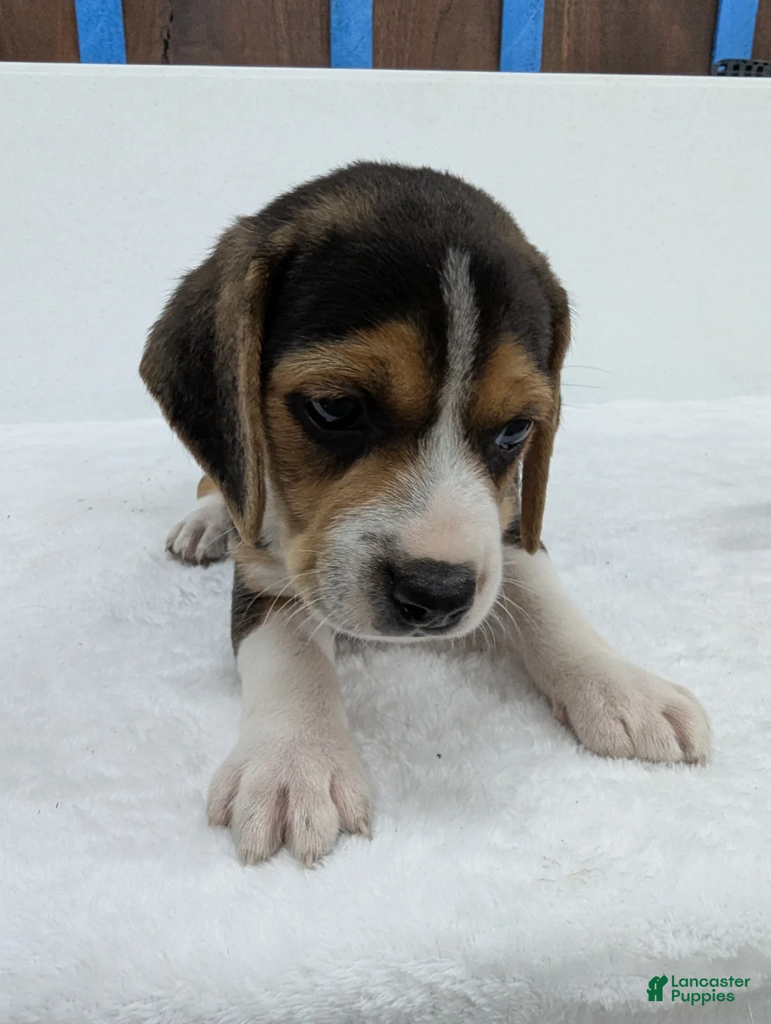 Beagle dogs for sale: Rex - Ad 2