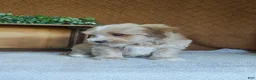 Havanese dogs for sale: Basil - Ad 3