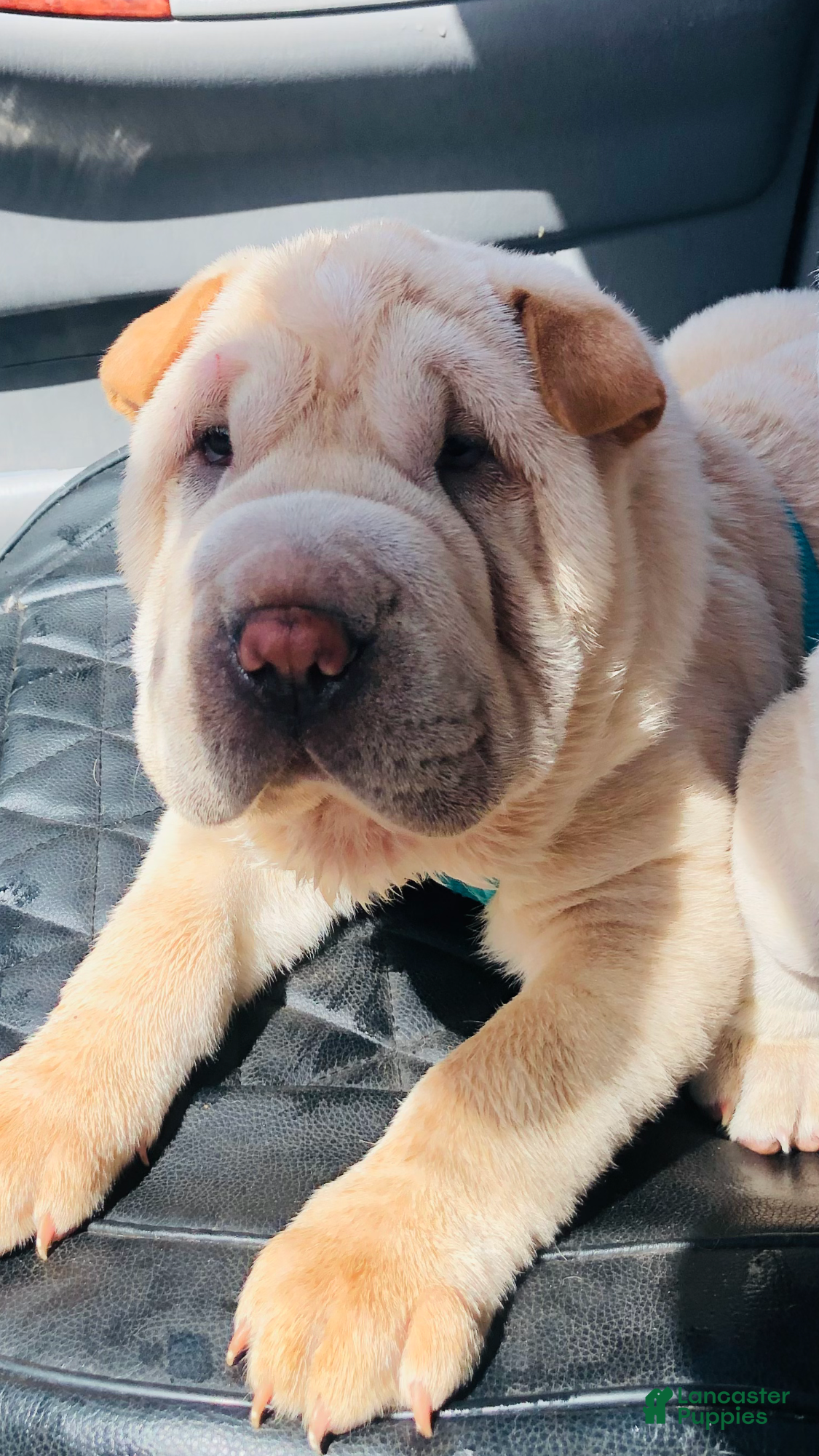 Shar Pei dogs Shar Pei Puppy 7 - Ad 21