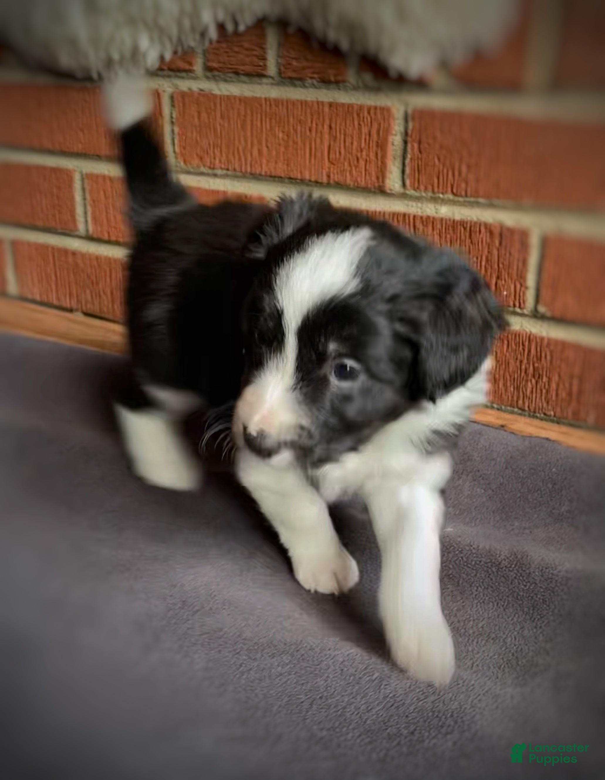 Mixed Breed dogs Zigity L - Ad 16