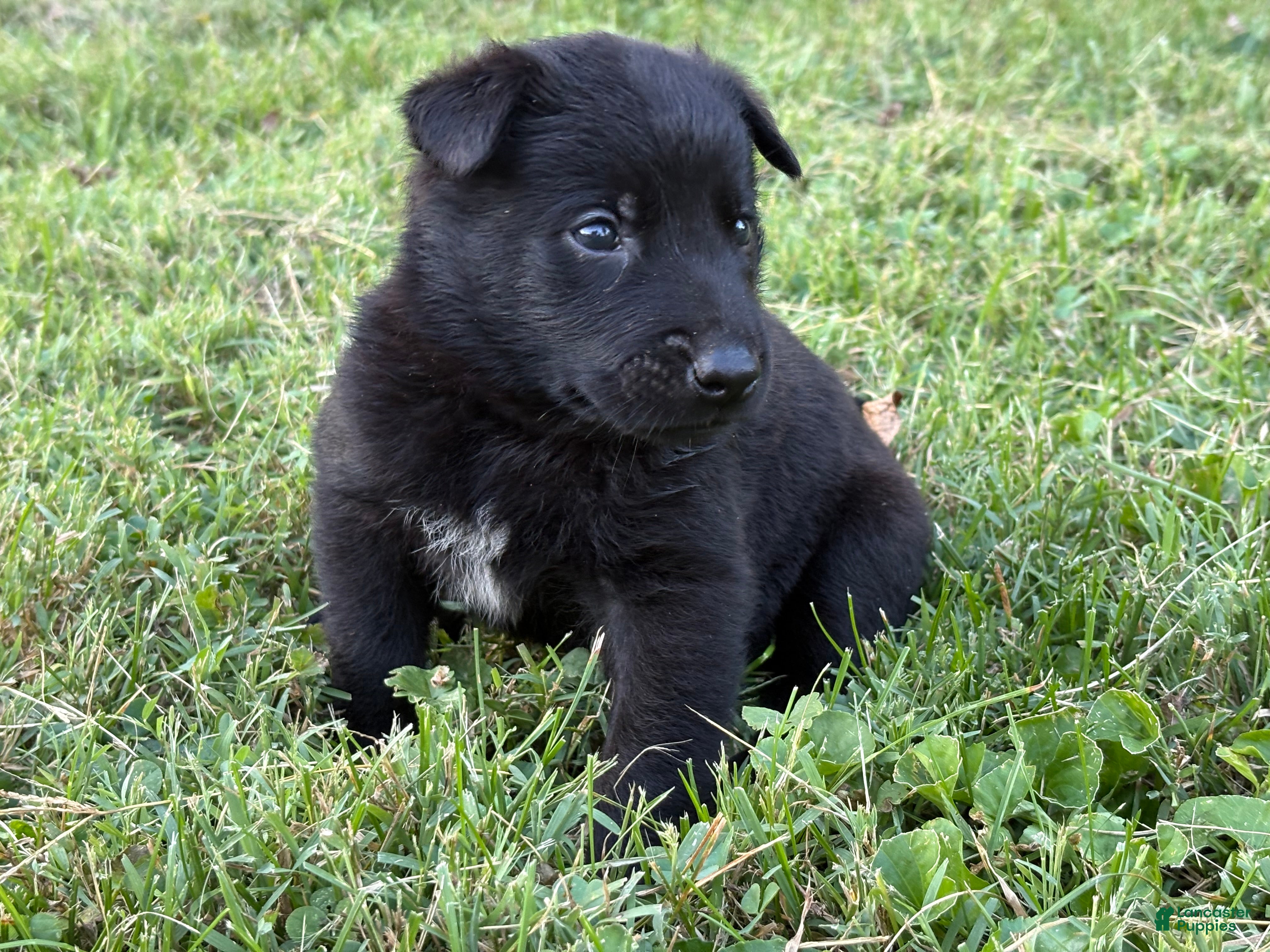Belgian Malinois