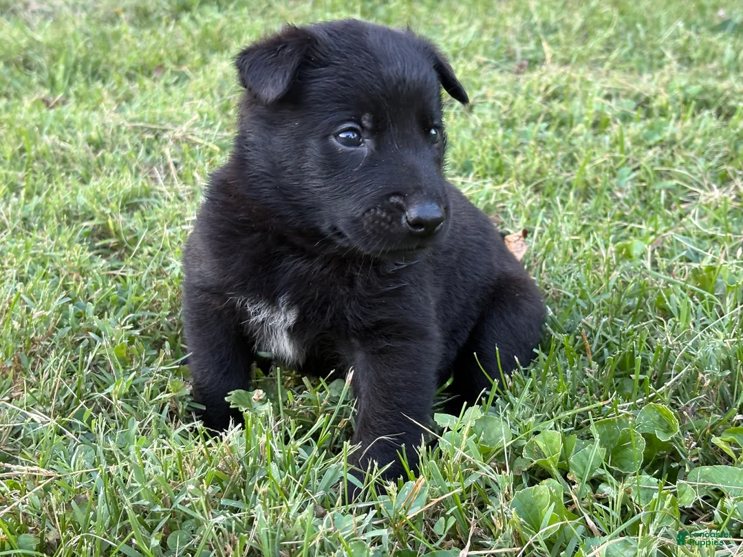 Belgian Malinois dogs for sale: Indiana Jones (black) - Ad 1