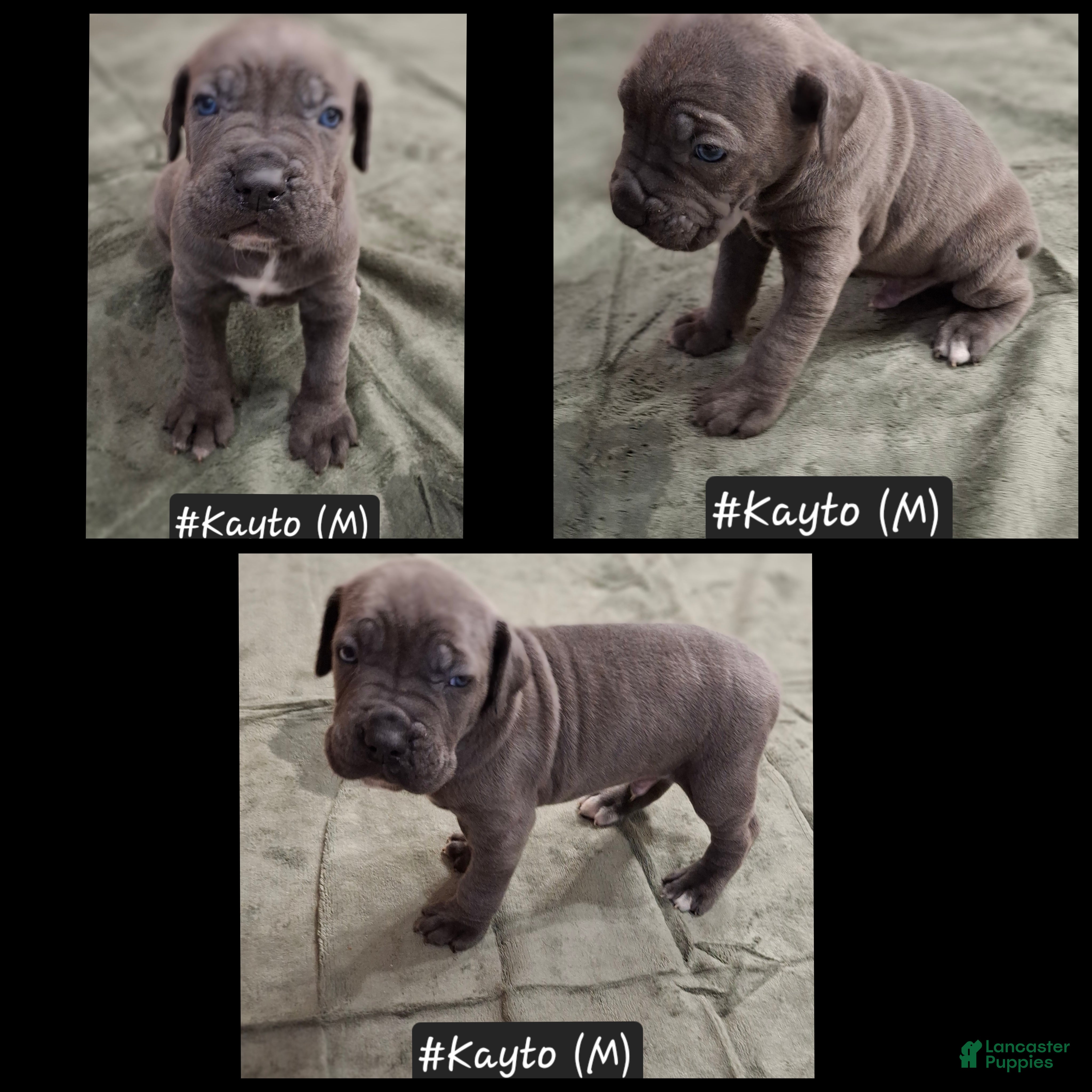 Cane Corso dogs for sale: Cane Corso 2 - Ad 4