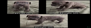 Cane Corso 2