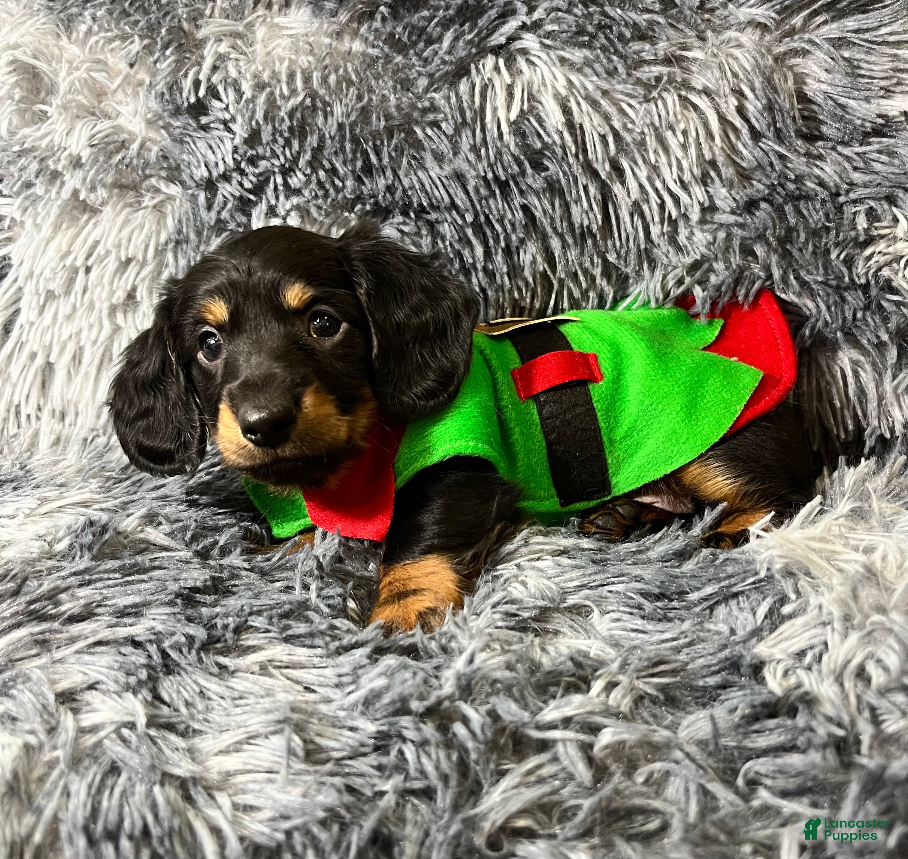 Dachshund dogs Little Barney  - Ad 13