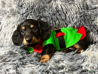 Dachshund dogs Little Barney - Ad 13