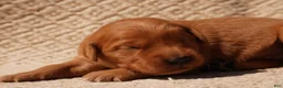 Golden Retriever dogs for sale: Daisy -AKC, Genetically Clear - Ad 78