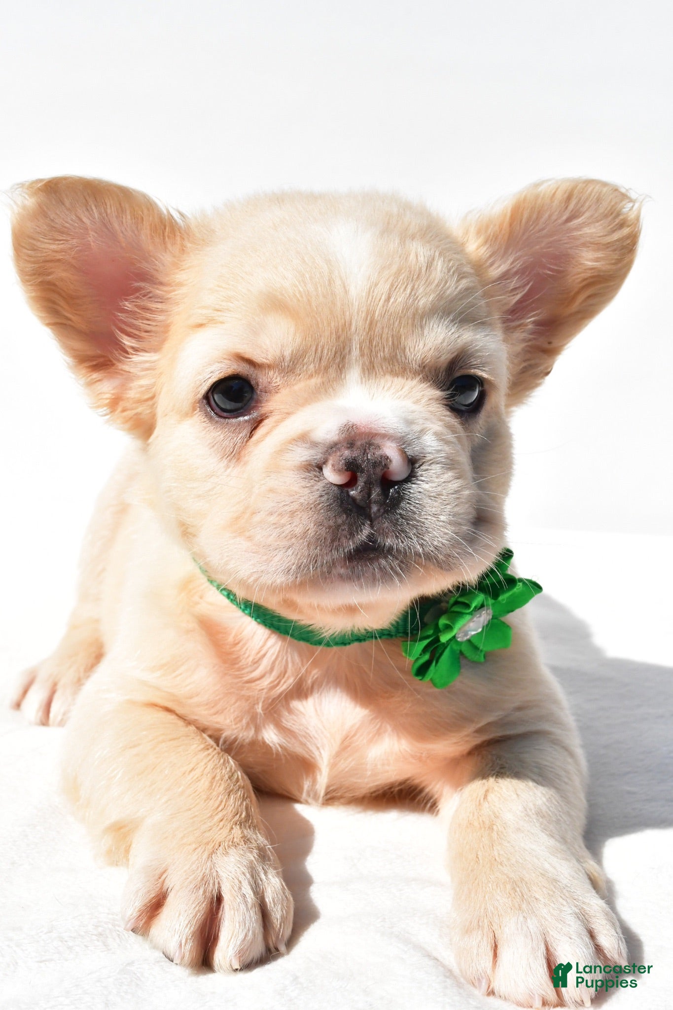 French Bulldog dogs Paisley - Ad 2