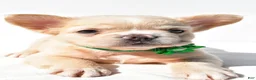 French Bulldog dogs for sale: Paisley - Ad 2