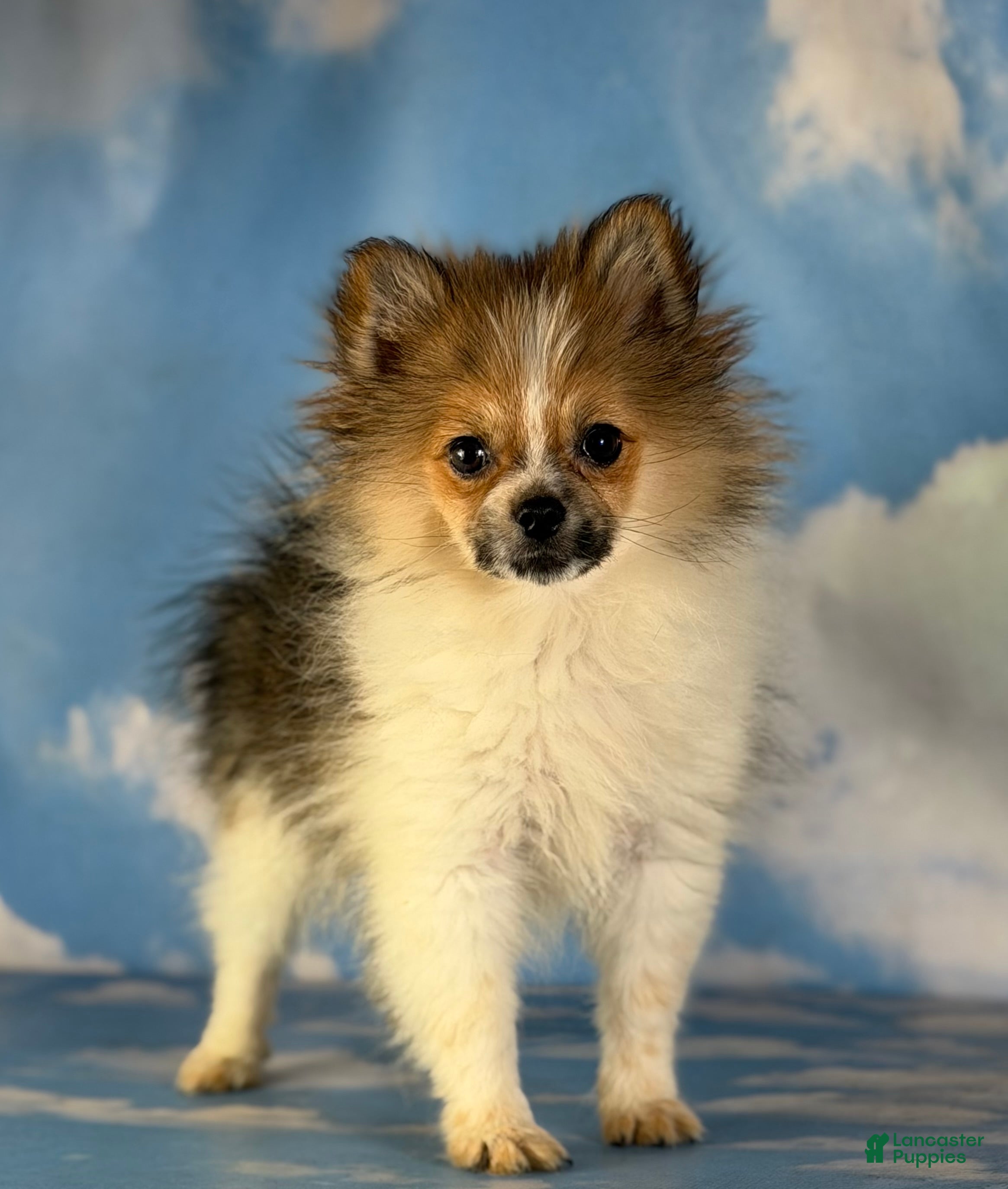 Pomeranian dogs ACA Troy  - Ad 1