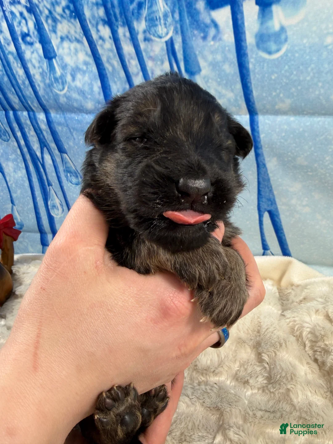 German Shepherd dogs for sale: Lh Champion bred import male - Ad 4