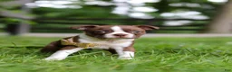 Boston Terrier dogs for sale: Jewel - Ad 8