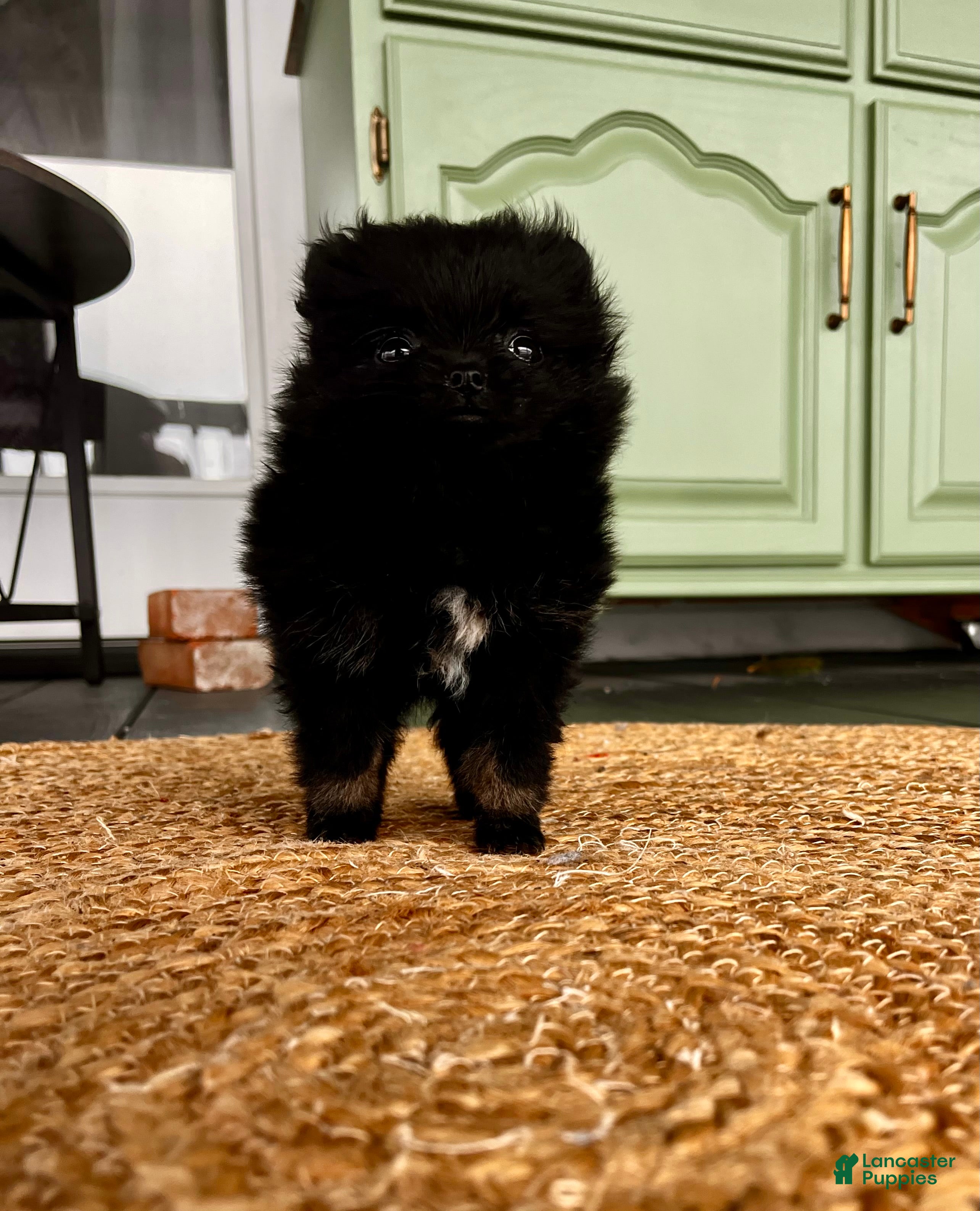 Pomeranian dogs Winterberry - Ad 5