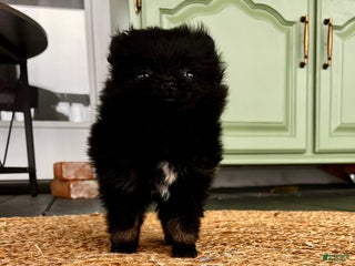 Pomeranian dogs Winterberry - Ad 1