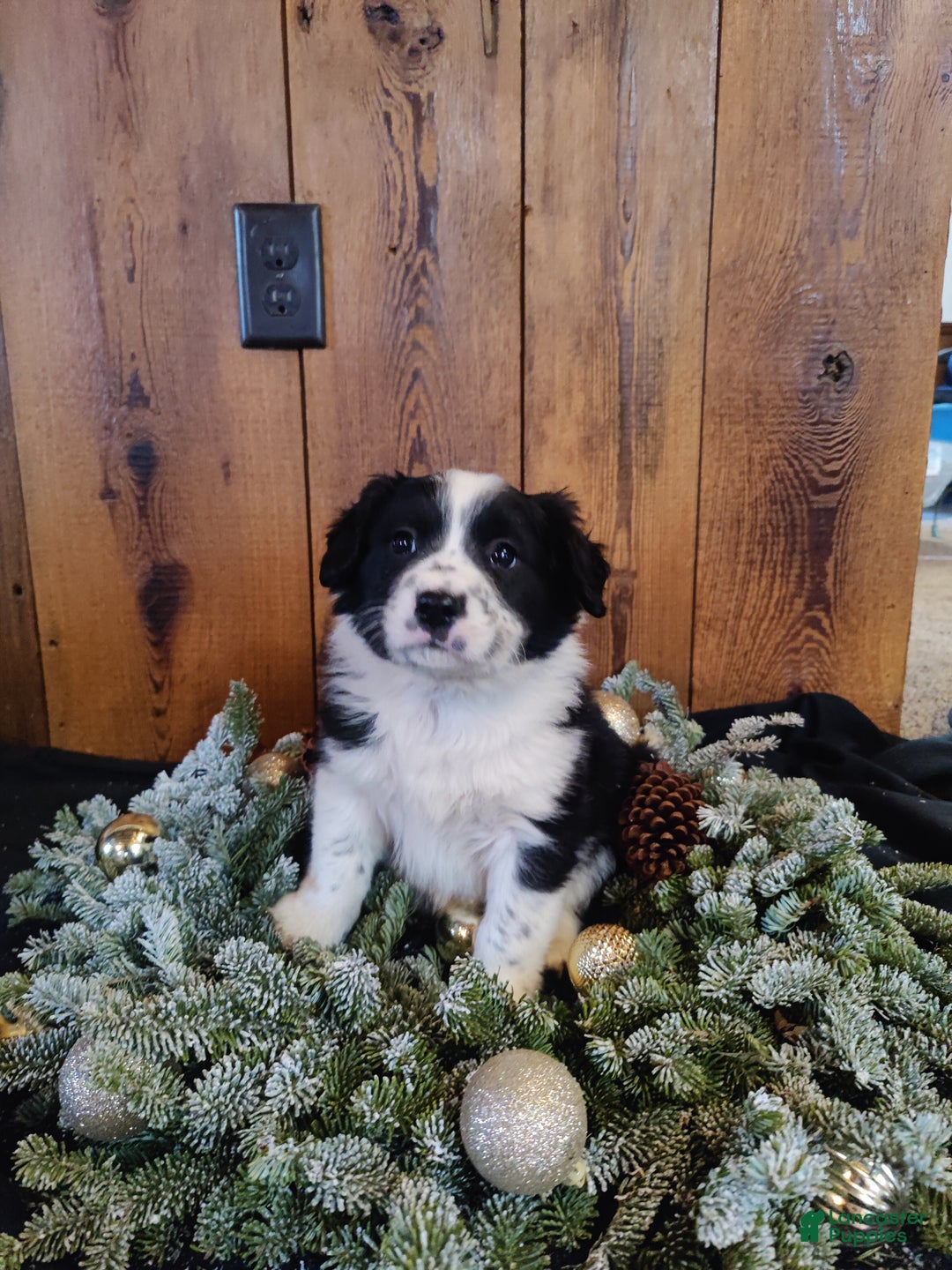 Mixed Breed dogs for sale: Lincoln - Ad 4