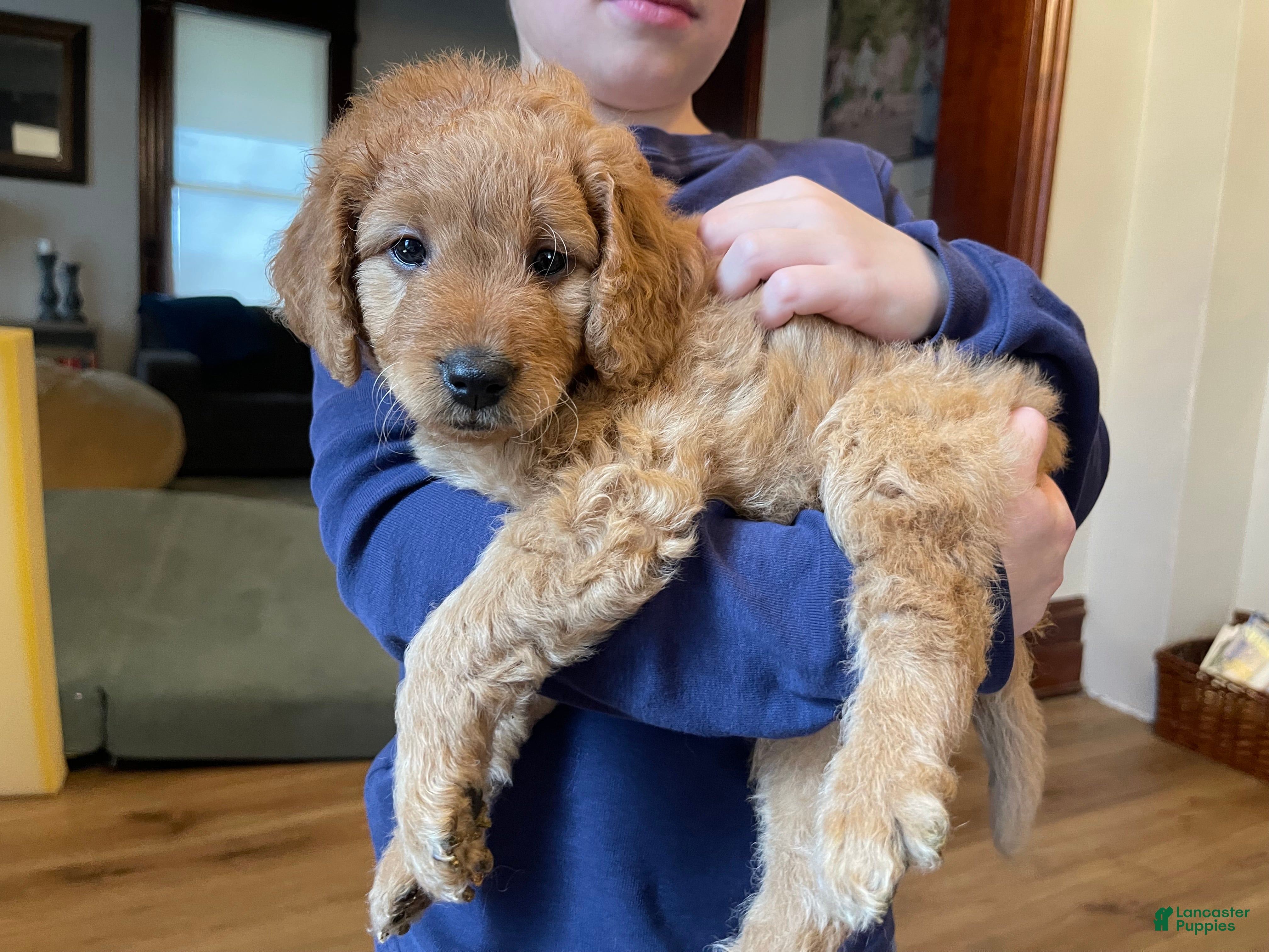 Mini Goldendoodle dogs Sven  - Ad 16