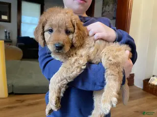 Mini Goldendoodle dogs Sven - Ad 16