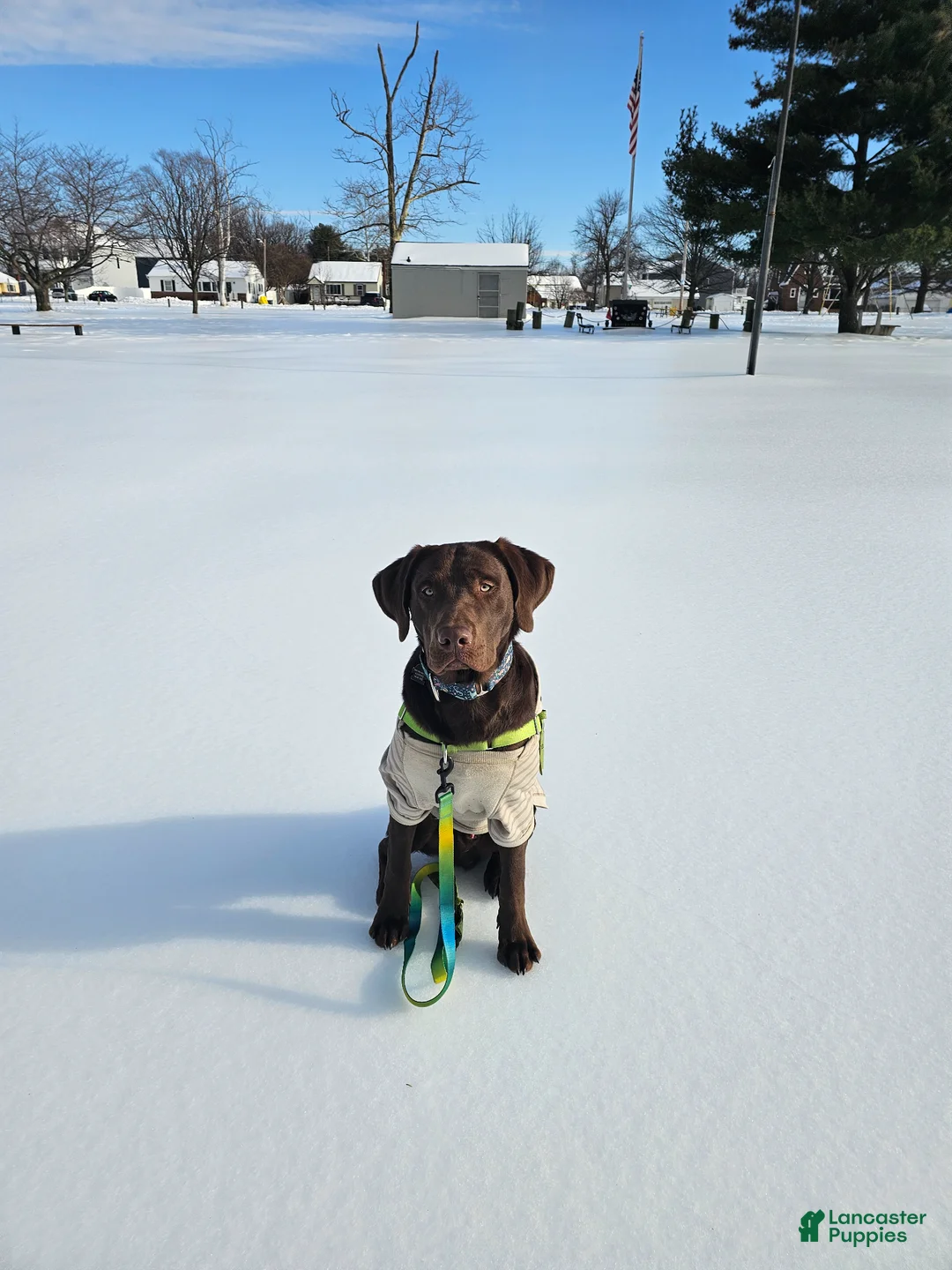 Labrador Retriever dogs for stud: Odinson - Ad 2