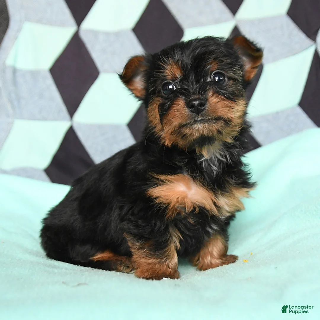 Yorkshire Terrier dogs for sale: Victor - Ad 3