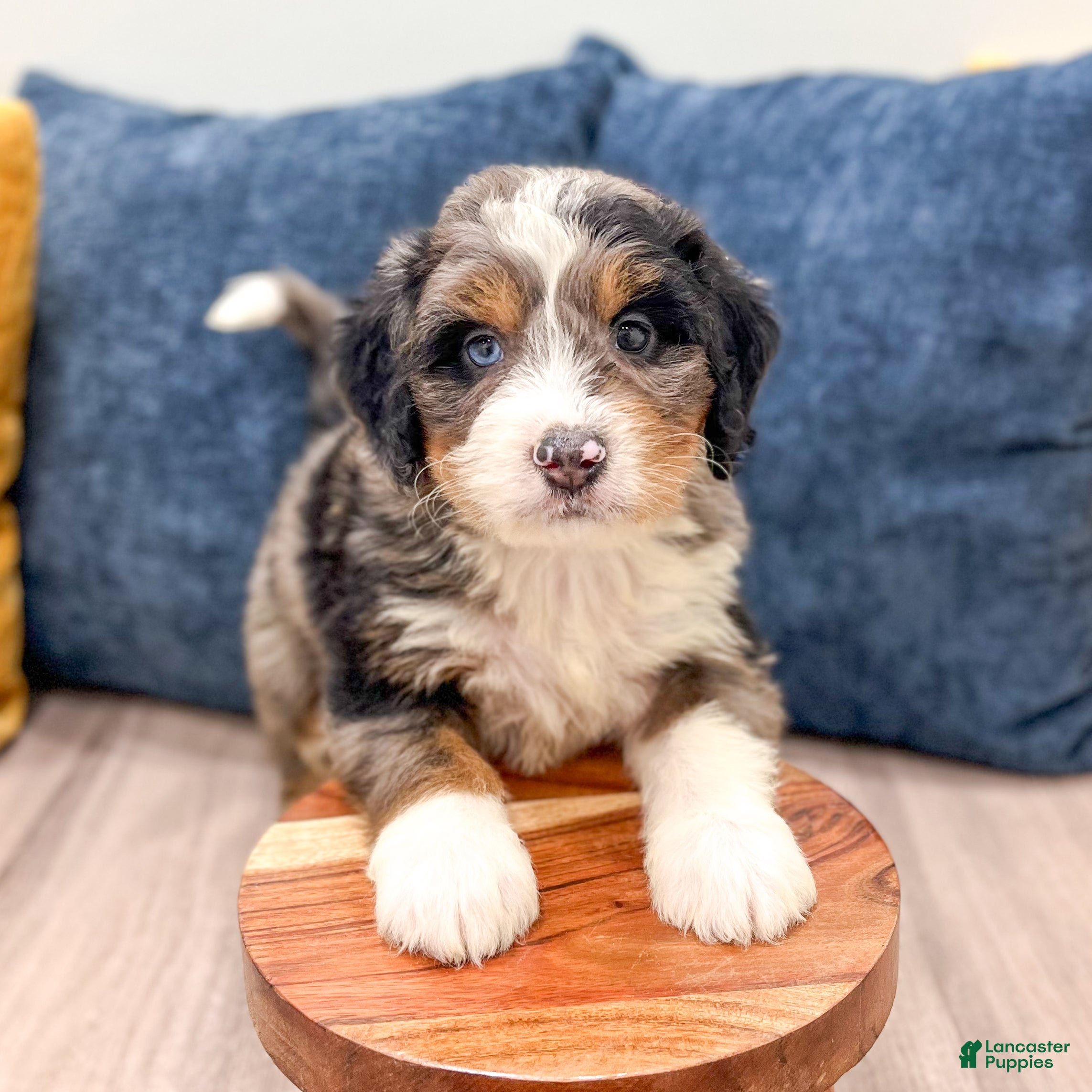 Mini Bernedoodle dogs for sale: Rusty - Ad 2