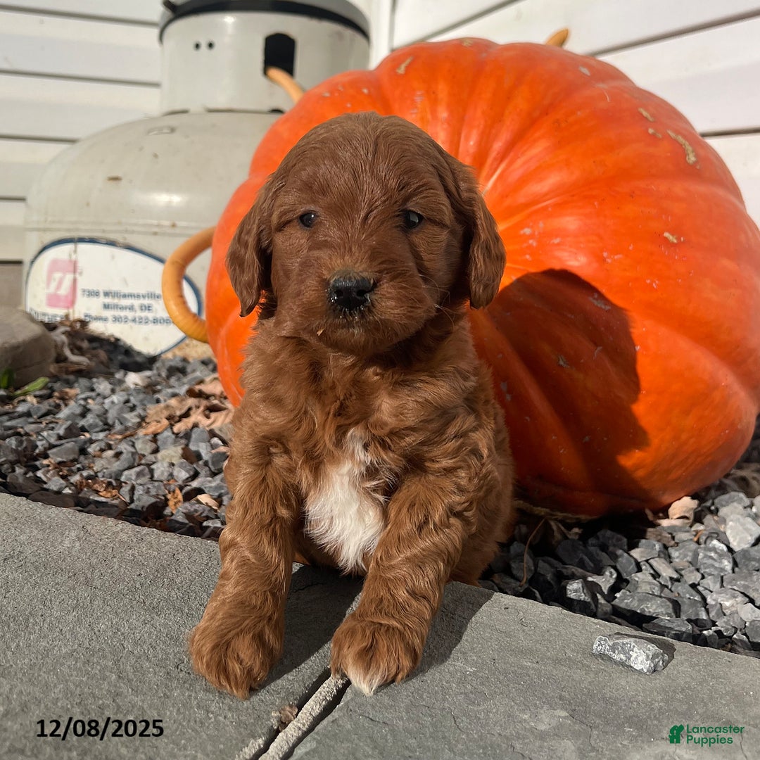 Mini Goldendoodle dogs for sale: Cookie - Ad 1