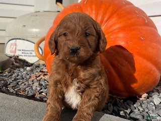 Mini Goldendoodle dogs Cookie - Ad 18