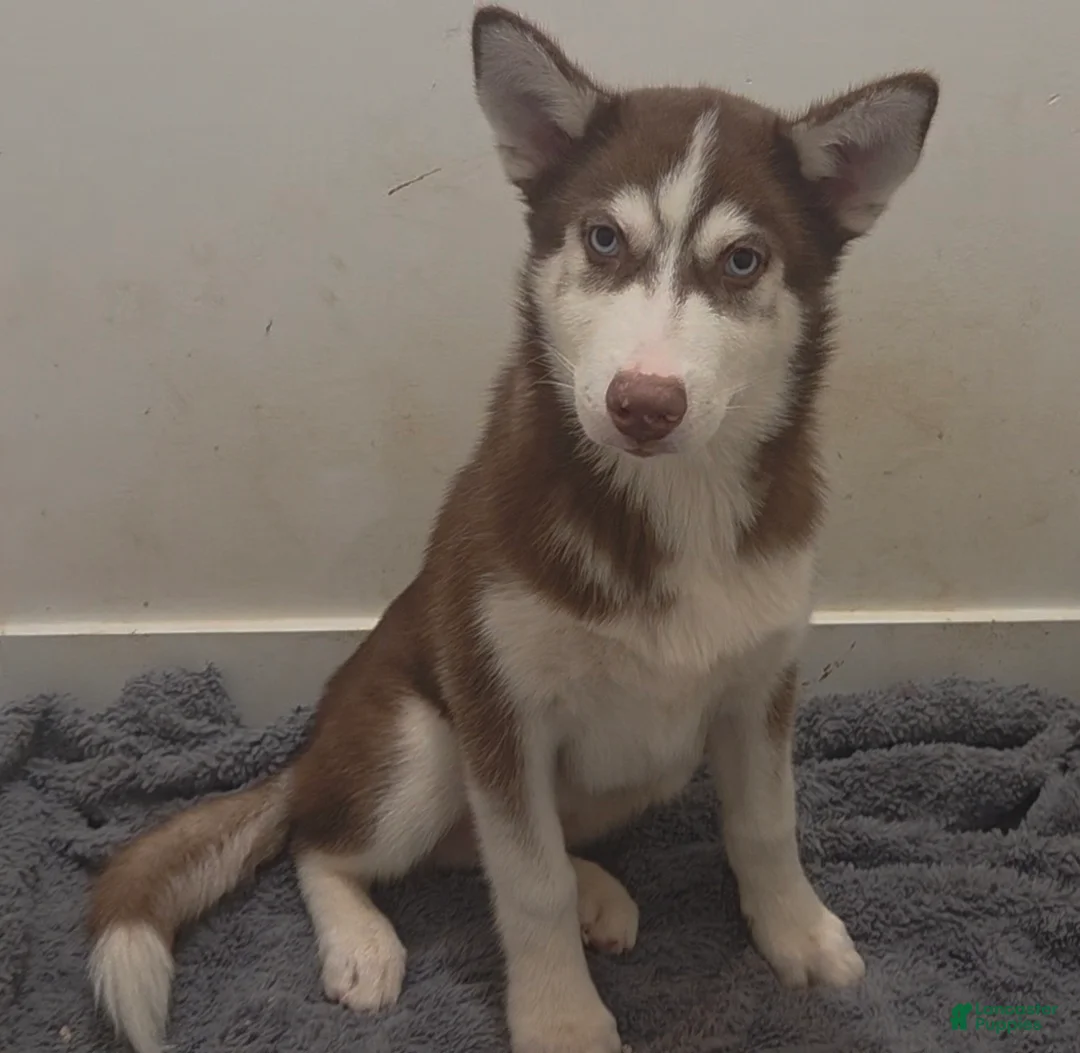 Siberian Husky dogs for sale: Alpha - Ad 2