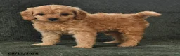 Cavapoo dogs for sale: Pippin - Ad 4