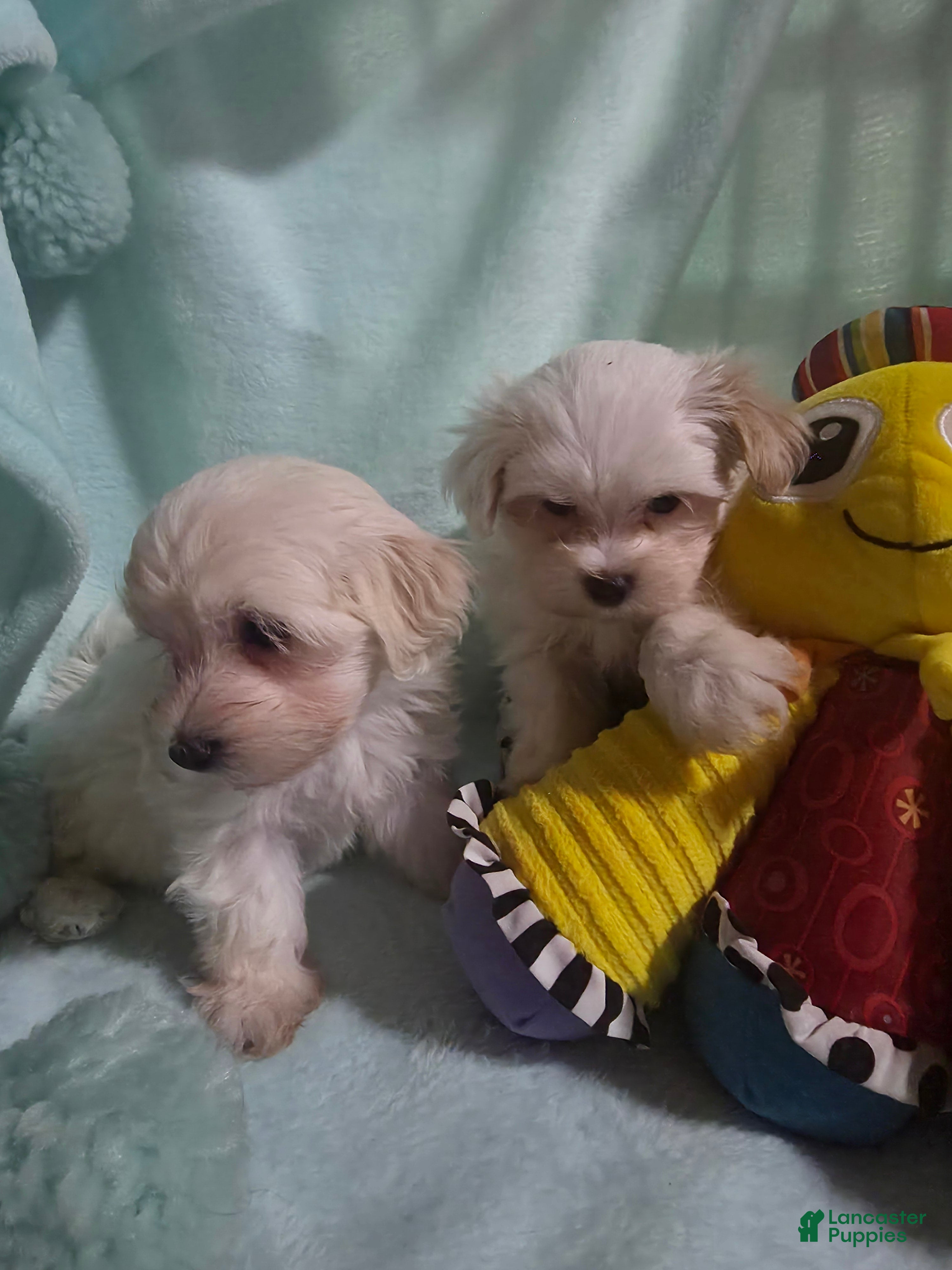 Morkie dogs Morkie Female 1 - Ad 2