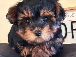 Yorkiepoo dogs Yorkiepoo Puppy Nevaeh - Ad 41