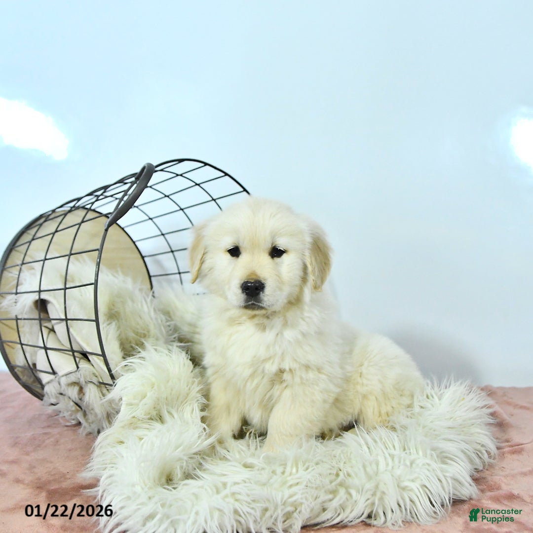Golden Retriever dogs for sale: Charlie - Ad 3