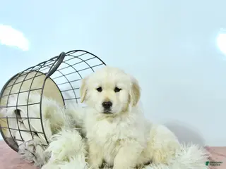 Golden Retriever dogs Charlie - Ad 15