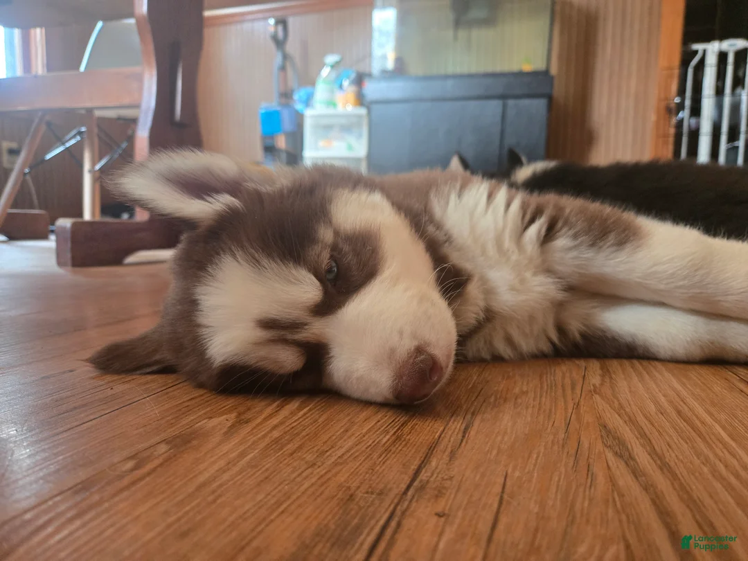 Siberian Husky dogs for sale: Timber - Ad 2