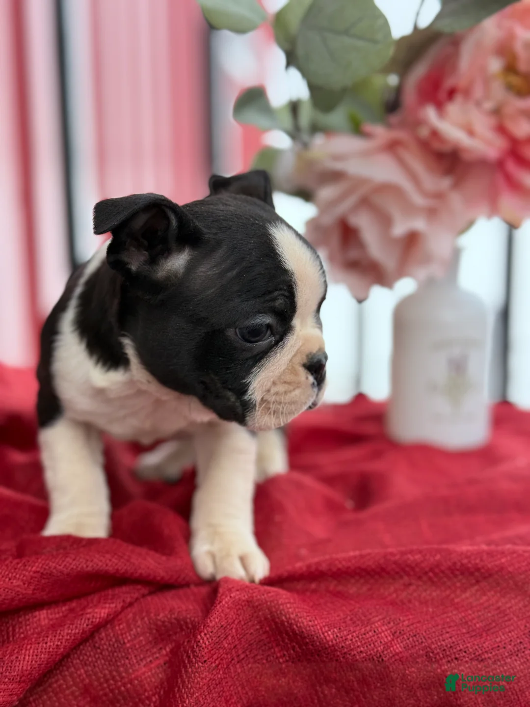 Boston Terrier dogs for sale: Travis - Ad 2
