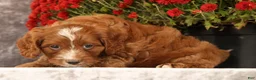 Cavapoo dogs for sale: Stanley - Ad 9