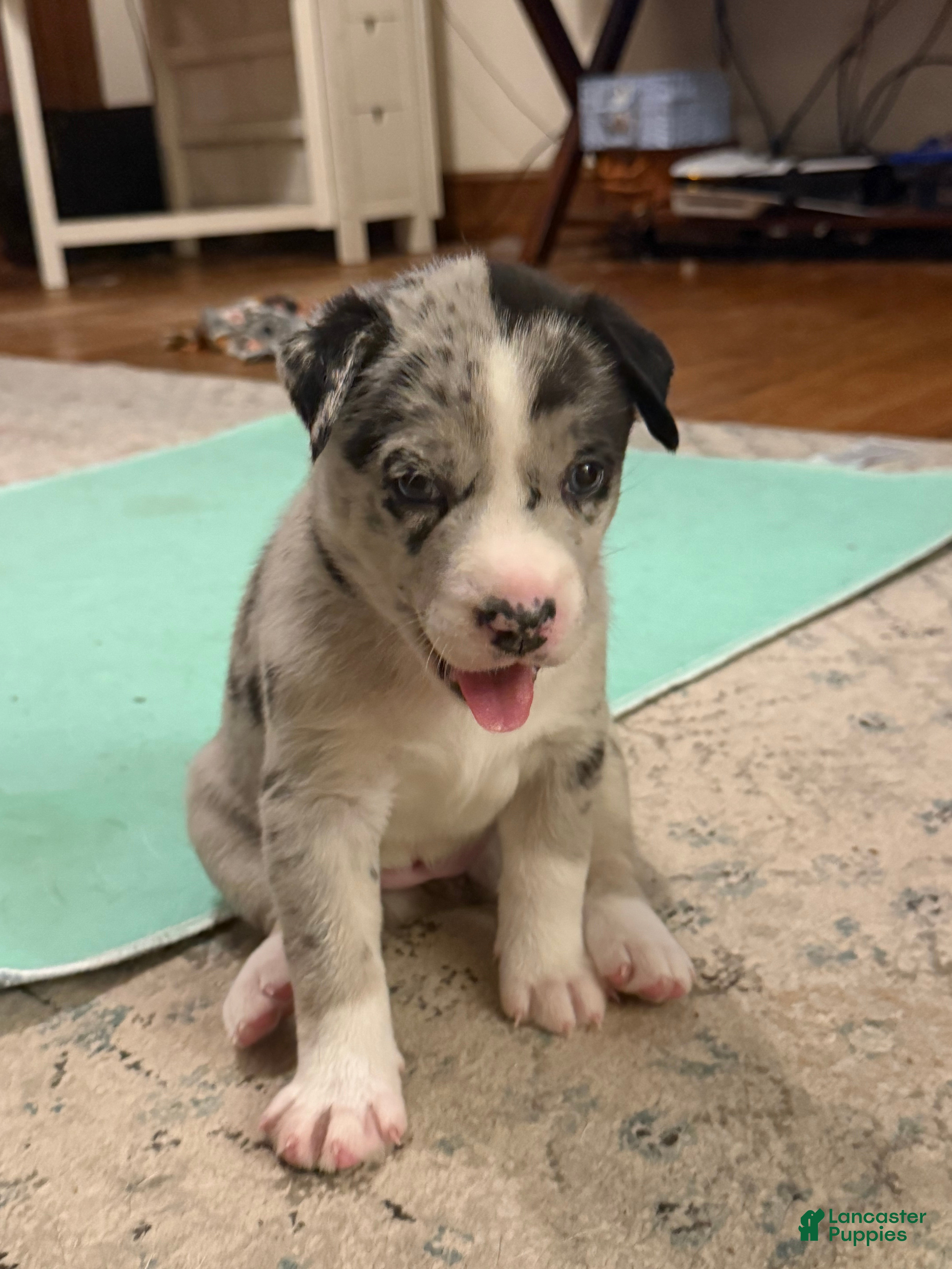 Mixed Breed dogs Mixed Breed 1 - Ad 16