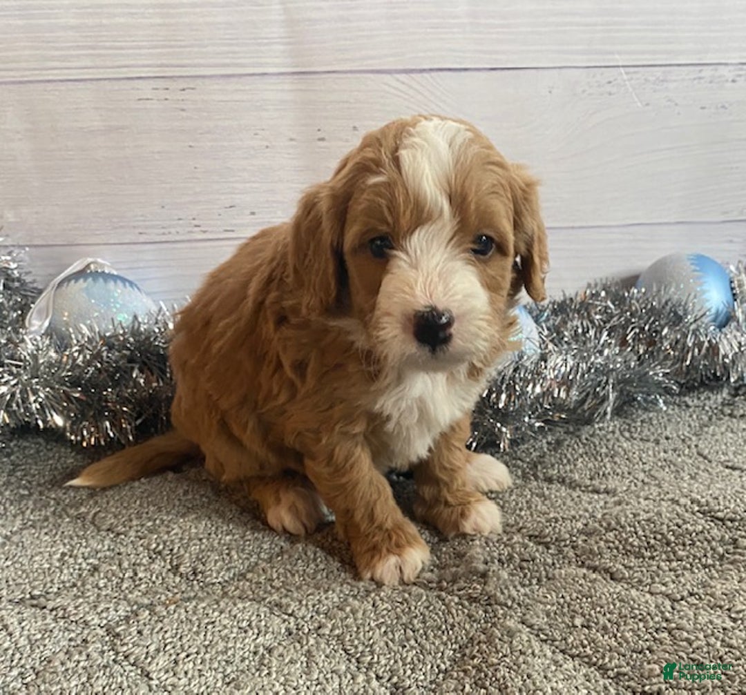 Mini Bernedoodle dogs for sale: Shadow - Ad 5
