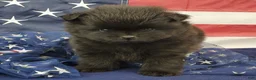 Pomeranian dogs for sale: Gage - Ad 3